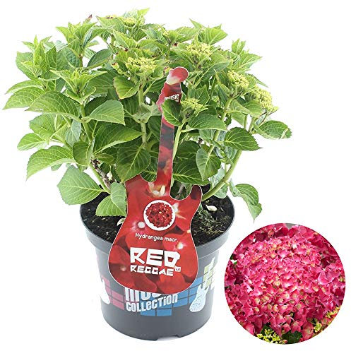 Hydrangea Red Reggae Garden Shrub | Deciduous Vibrant Potted Plant | 1.5-2.5ft