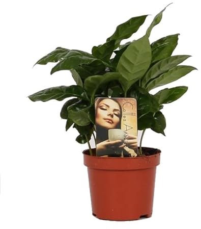 Planta del Café PREMIUM Planta de Interior Natural para Casa y Oficina