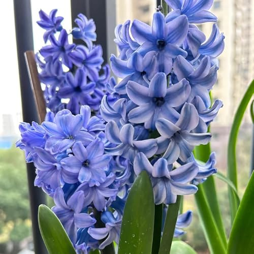 2zwiebeln hyazinthen, blumenwiese blumenzwiebeln hyazinthen, blumenzwiebeln mehrjährig winterhart blühwiese, topfpflanzen balkon