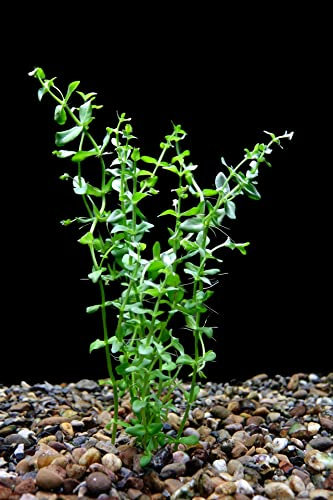 Floratica BACOPA CAROLINIANA Live Aquarium Plants Tropical Fish Tank Shrimp Safe (5+ Individual Stems per Bunch.)