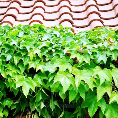 100 pezzi semi di scalatrice - balcone di Parthenocissus tricuspidata, balcone resistenti resistenti all'esterno, perenni,