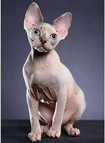 DIY 5D Diamond Painting Set Sphynx-Katzen Diamant Malerei Vollbohrer Stickerei Mosaik Malerei Strass Kreuzstich Kunst Handwerk Leinwand für Wand Und Eingang Dekorationen 50x70cm/20x28inch Round drill