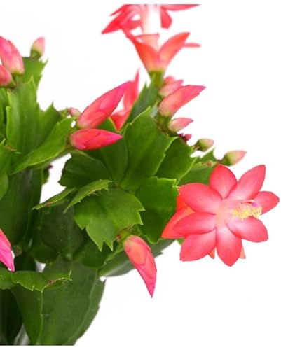 Cactus de Flores Colgantes Schlumbergera Planta que Resiste todo el Año