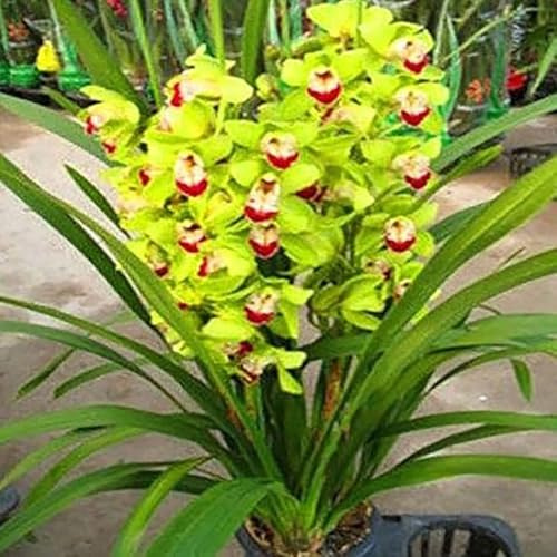 Cymbidium Orchid bulbi,Orchidea del cymbidium,Piante erbacee perenni,Ambiente paesaggistico,Decorazione del giardino,cymbidium pianta vera(non fiori artificiali)-3 bulbi-K