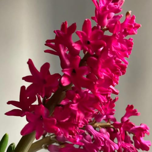 8bulbi di giacinti perenni resistenti - decorazione del soggiorno di giacinto freschi, decorazioni da giardino per esterno