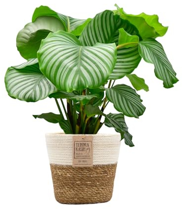 Green Me Up Set Calathea Orbifolia No. 19 im 19 cm Topf, Zimmerpflanze 70 bis 80 cm mit gestreiften Blättern, Seegraskorb Natur mit weißem Rand 21 cm, luftreinigende Pflanze für Wohnzimmer & Büro