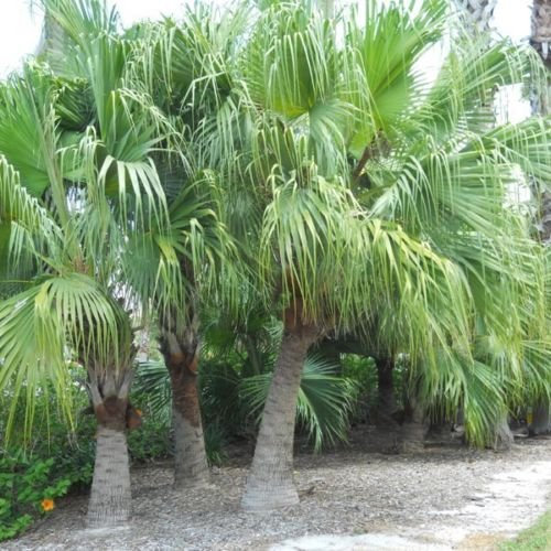 CINESE Palma hardy livistyonia semi chinensis