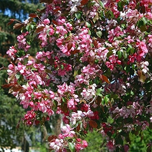 Hochstamm Zierapfel Rudolph 100-125cm - Malus Hybride - lebende Gartenpflanze aus den Baumschulen