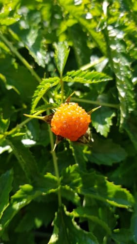 Rubus xanthocarpus/Ronce à fruits jaunes/Conteneur de 3 à 4 litres