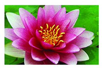 Lincolnshire Pond Plants Ltd - Rembrandt Water Lily - Live Water Plant Aquatic Pond Lake Marginal - Loose