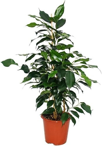 Árbol de Interior Ficus Benjamina Danielle Planta Natural