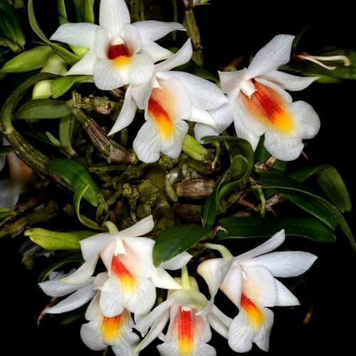 semillas de orquídea dendrobium de jardín rocas pradera exóticas perenne jardín semillas pradera, sombra los amantes la 350semillas