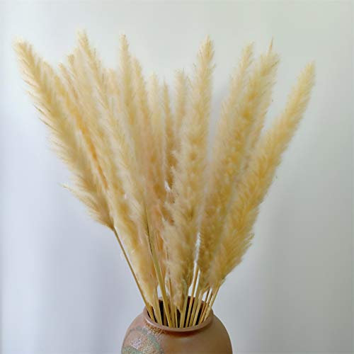 Plumeau de Roseau Naturel de Haute qualité, Vraie et séchée, Petite Herbe de Pampa, Mariage, décoration intérieure, Bouquet de Fleurs Blanches