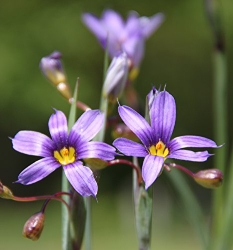 Wasserpflanzen Wolff - Sisyrinchium angustifolium - schmalblättrige Binsenlilie, Grasschwertel