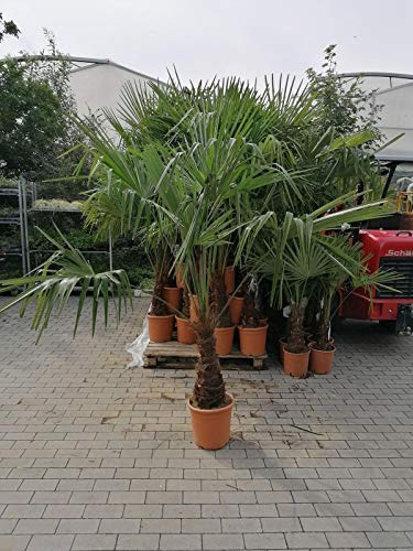 XXL vinterhård hamppalm Trachycarpus Fortunei 180–220 cm – robust växt för trädgård och terrass, frostbeständig upp till -18 °C, exotisk känsla för ditt hem
