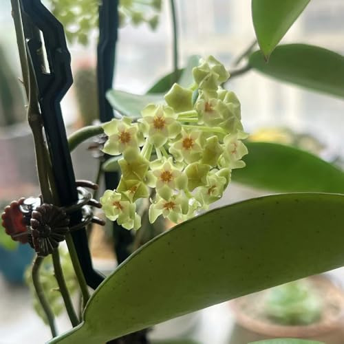 semillas de hoya perennes, decorativa enredadera Hoya resistentes al aire libre, colgantes cubierta perenne resistente 550pcs
