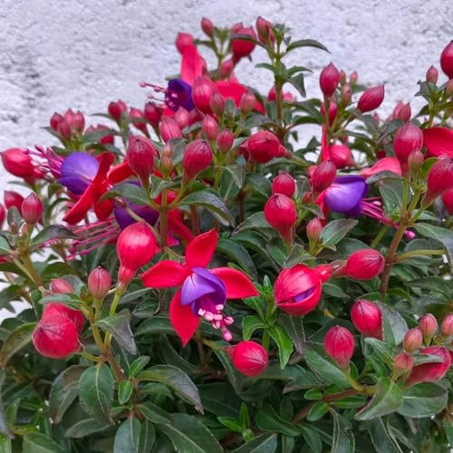 fuchsien hängend - winterharte kübelpflanzen gartendeko für draußen blumensamen mehrjährig winterhart hochbeet exotische zimmerpflanzen bio pflanzensamen zimmerbonsai gartenpflanzen 300samen