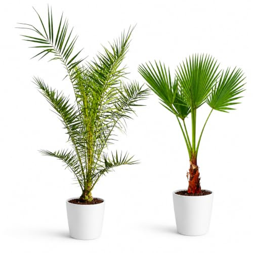 Lot de 2 Palmiers 140 cm Phoenix & Washingtonia – Palmier Naturelle | Plante Tropicale Naturelle pour Jardin, Terrasse et Balcon - Palmier Exterieur Resistant au Gel