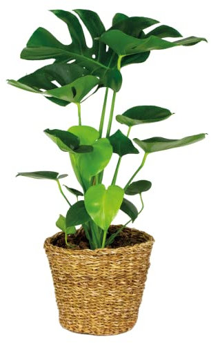 Bloomique - Monstera deliciosa - Plante à trous - Plante d’intérieur - Dépolluante - Facile d’entretien - 70-80 cm de Haut - Panier en rotin 21 cm