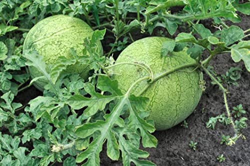 Lot de 25 Graines de Pastèques Grey Ball - vigoureuse et bonne couverture Fruit - Belle forme de fruit - Excellent couleur interne, Rouge foncé et très sucré Poids moyen d 12 kgs.