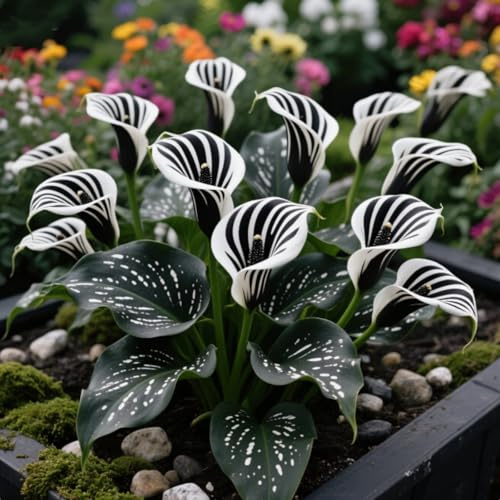Calla Lilien Rhizome/pflegeleicht/Trockenheitsresistent und kälteresistent/-2 Rhizome-C