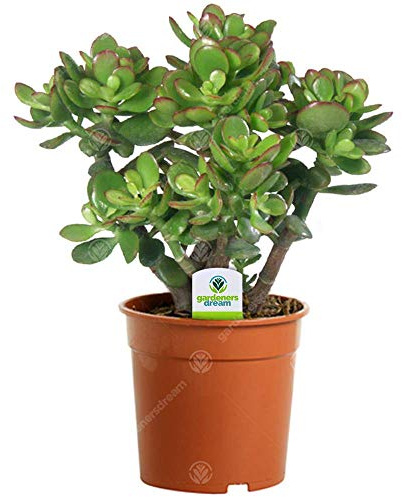 2 x Gardeners Dream Crassula Ovata - Geldbaum Zimmerpflanze - Echt, Kompakt, Immergrün & Winterhart - Echte Sukkulenten im 12cm Topf - Echte Pflanzen Deko - Luftreinigende Zimmerpflanzen
