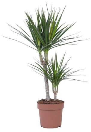 Plant in a Box - Dracaena Marginata - Maceta 17cm - Altura 70-80cm - Árbol del dragón - Plantas de interior