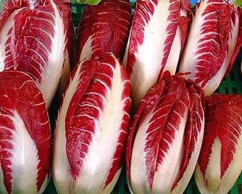Radicchio di Treviso Rossa Cichorium Intybus Seeds Pack of 200 : Package Contain Seeds Only