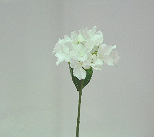 Graines d'hortensia blanc, graines de fleurs pour mariage, plantes vivaces de bonsaï rares pour le jardin