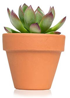 Regalos Ecology Pack de 12 Plantas suculentas echeveria Terracota - Detalles de Boda para Invitados - Obsequios para Bautizo o comunión