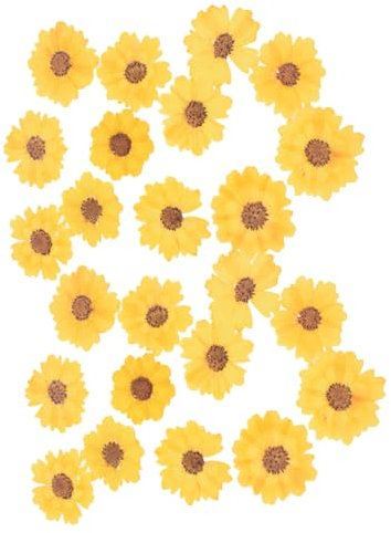 STOBOK 24stücke Natürliche Getrocknete Gepresste Blumen Für Heimwerkerarbeiten Bastelzubehör DIY Handwerk Machen Trockenblumen Heimwerkerarbeiten