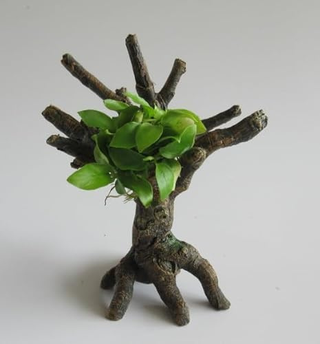 florari Urwaldbäumchen mit Anubias nana GOLD - Goldenes Zwergspeerblatt auf Baumstumpf, Aquarienpflanze, Wasserpflanze, Aquarium