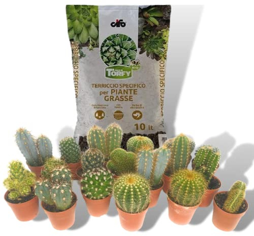ITALY GREEN LIFE KIT CURA E PIANTE GRASSE - 6 Piante Grasse (Vaso 5.5) Mix Cactacee + Terriccio da 10 Litri | Kit per Cura Piante da Interni, Ufficio, Scrivania