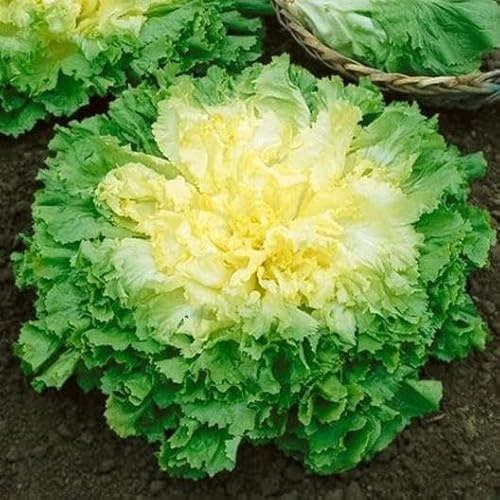 TomorrowSeeds - Broadleaf Batavian Endive Seeds - 3000+ Count - for 2026 Planting Escarole Curly Crisp Chicory Broad Leaved Bitter Lettuce Radicchio Vegetable Grow Your Own Home Farm Patio Healthy