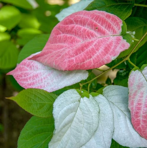 Actinidia Adam - Männlich 1L Garten Pflanzen mit schönen Blüten - Die perfekte Dekoration für Ihr Grundstück - Für Anfänger und professionelle Gärtner - Obst Kletterpflanzen für jede Wand im Garten