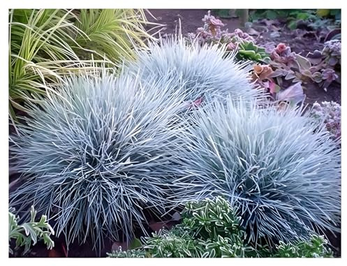 Stauden Gänge 10 x Festuca glauca/cinerea 'Zwergenkönig' (Ziergras/Gräser/Winterhart/Bodendecker/Mehrjährig/Immergrün) Blauschwingel - Silberblauer Glanz für stilvolle Gärten
