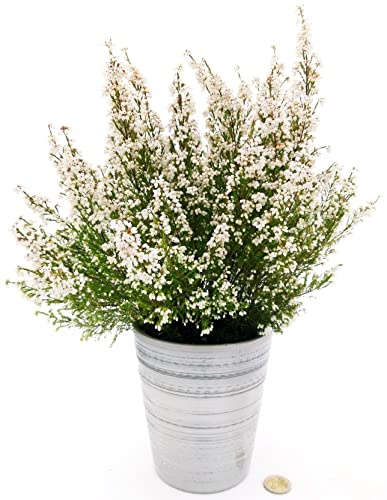 POWERS TO FLOWERS - ERICA GRACILIS BIANCA IN VASO CERAMICA ARGENTO, pianta vera