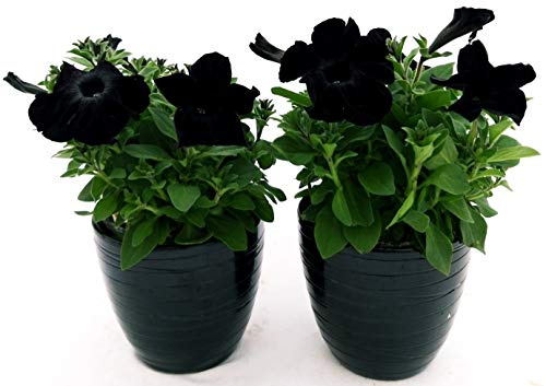 POWERS TO FLOWERS - PETUNIA BLACK MAGIC, POTUNIA, SURFINIA, 2 PIANTE VASO 14, piante vere