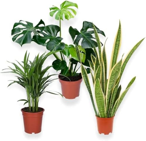 DECOALIVE Trio Plantas Resistentes: Monstera Deliciosa (Costilla de Adán), Palmera Areca (Palma Bambú) y Sansevieria (Planta Serpiente)