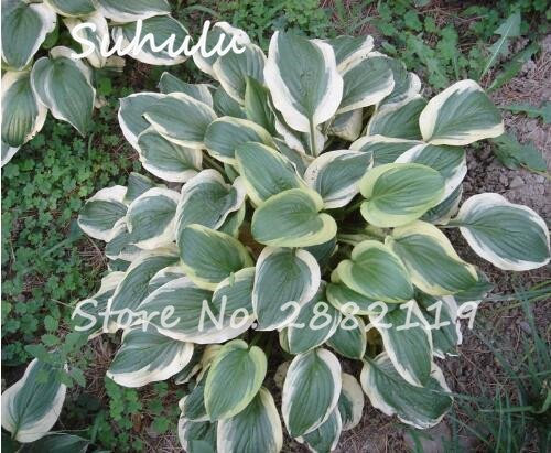 20pcs Hosta Semi piantaggine Fragrant a perenne fiore di fuoco e ombra Ice White Lace giardino della casa Ground Cover 2