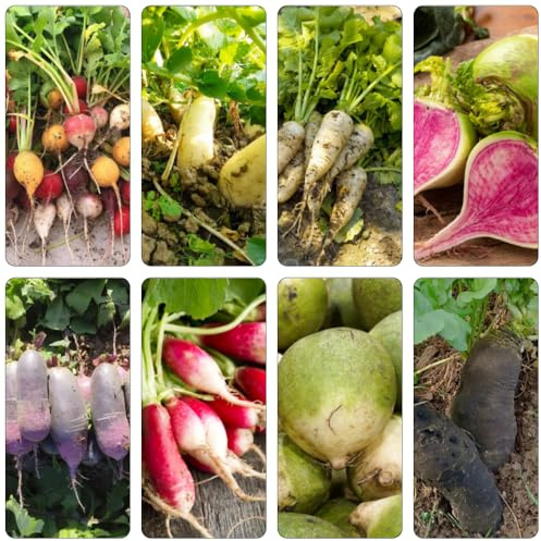 Radieschen zimmerpflanzen gemüsesamen alte sorten gemüsesaat pflanzensamen winterharte stauden mehrjährig kräutersamen bio kräuterpflanzen wildkräuter gartenpflanzen kräutergarten 180samen