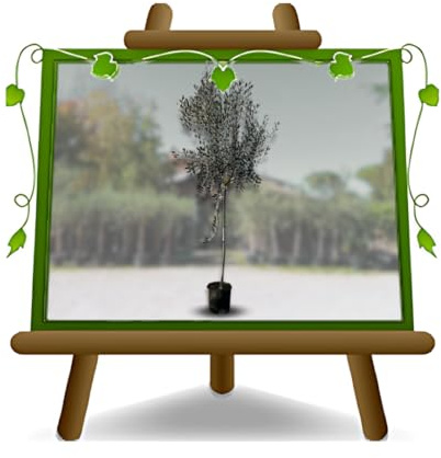 Olivo Ascolana Olivi da Tavola Olivi in Vaso Frutto Antico | Ulivo produttivo da olio Altezza 160~180 cm Età 4 Anni Vaso 22 cm