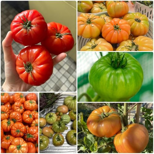 FleischtomatenSamen, bio Beefsteak tomato, gemüsesamen alte sorten seltene balkongarten stauden winterhart mehrjährig obstsamen 30pcs