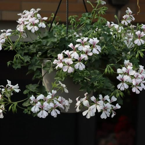 gerani aiuola di esotici di selvatici pelargonio ornamentali per luoghi soleggiati decorazione floreale organica per balconeto sul balcone semi selvatici da 160semi