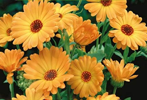 Pcs - 75x Souci Orange Eko Calendula Offincinale Jardin Plantes - Graines K513 - Seeds & Plants Shop by Ipsa