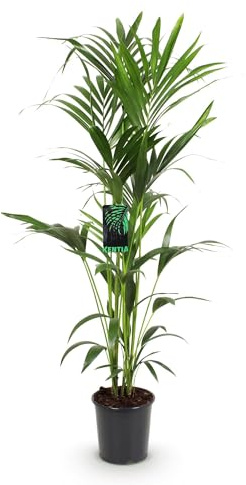 Howea Forsteriana – Kentia-Palme – 140–150cm – ø24cm – Pflegeleichte Zimmerpalme mit gefiederten Blättern – Tropische Grünpflanze für Innenräume – Robuste, luftreinigende Palmenart