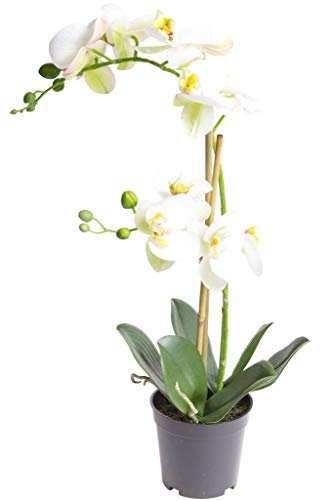 Nova-Nature künstliche Orchidee Bora (Orchideen Pflanze/Phalaenopsis) im schwarzen Kunststofftopf mit Rispen, Blättern und Luftwurzeln real Touch (Creme-weiß, ca. 50 cm / 2 Rispen)