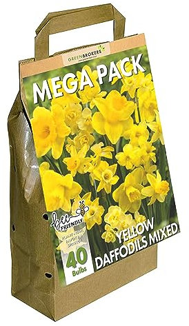 Yellow Narcissus Daffodil Bulbs | Big Buy Value Pack | 40 Bulbs | Bee Friendly | Easy Planting | Perfect Spring Flowers | Eco-Friendly Packaging