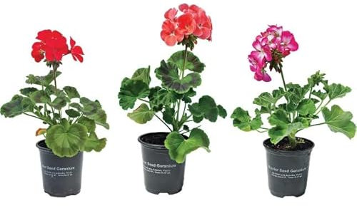 Set de Tres Plantas de Geranio Naturales 3 Geranios Flores de Colores
