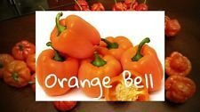 (25+) Semi-peperone arancione